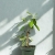 Nasiona-Yerba-Mate-ilex-Paraguariensis.jpg