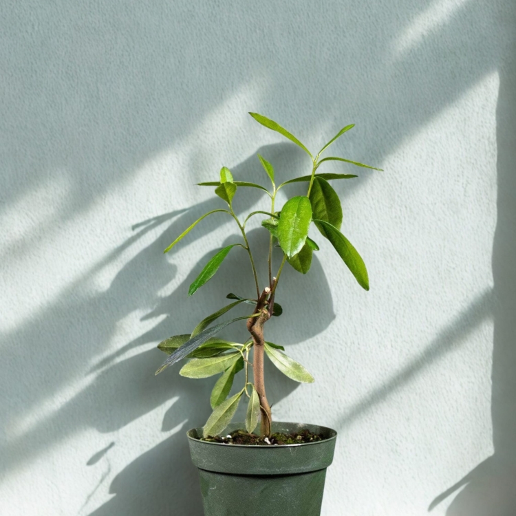 Nasiona-Yerba-Mate-ilex-Paraguariensis.jpg