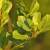 Nasiona-Yerba-Mate-ilex-Paraguariensis.jpg