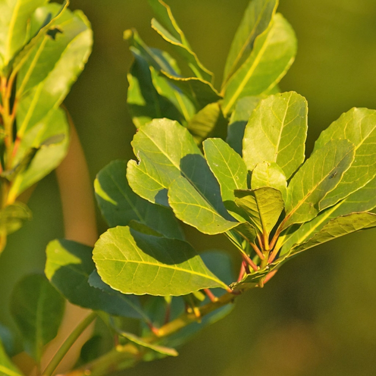 Nasiona-Yerba-Mate-ilex-Paraguariensis.jpg