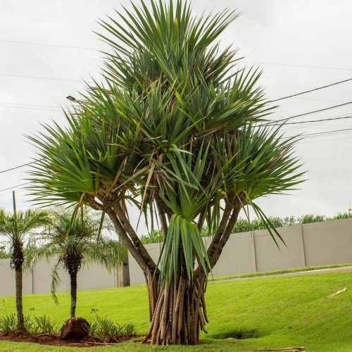 Pandanus-Utilis.jpg
