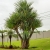 Pandanus-Utilis.jpg