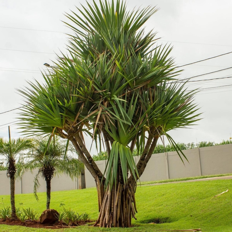 Pandanus-Utilis.jpg