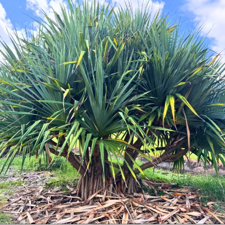Pandanus-Utilis.jpg