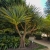 Pandanus-Utilis.jpg