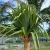 Pandanus-Utilis.jpg