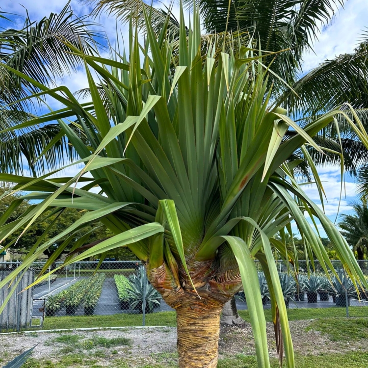 Pandanus-Utilis.jpg