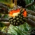 Pandanus-Utilis.jpg