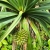 Pandanus-Utilis.jpg