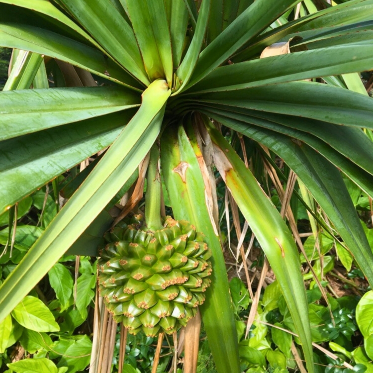 Pandanus-Utilis.jpg
