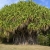 Pandanus-Utilis.jpg