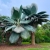 Copernicia-Fallaensis.jpg