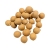 Copernicia-Fallaensis.jpg