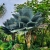 Copernicia-Fallaensis.jpg