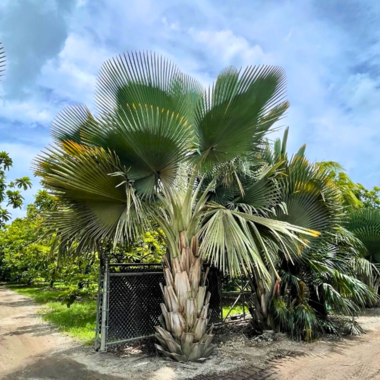 Copernicia-Fallaensis.jpg