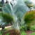Copernicia-Fallaensis.jpg