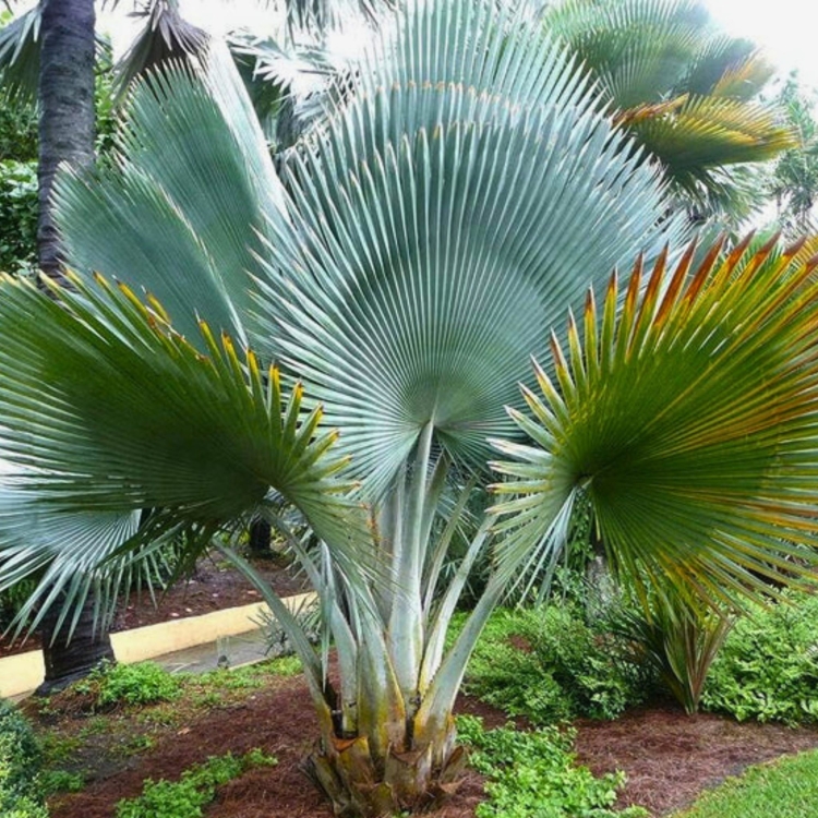 Copernicia-Fallaensis.jpg