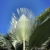 Copernicia-Fallaensis.jpg