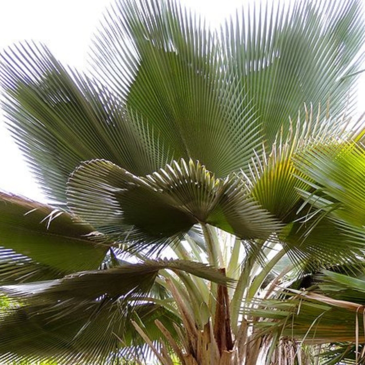Copernicia-Fallaensis.jpg