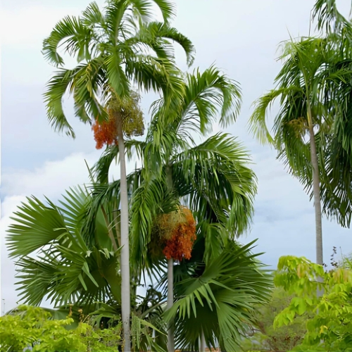 Carpentaria Acuminata