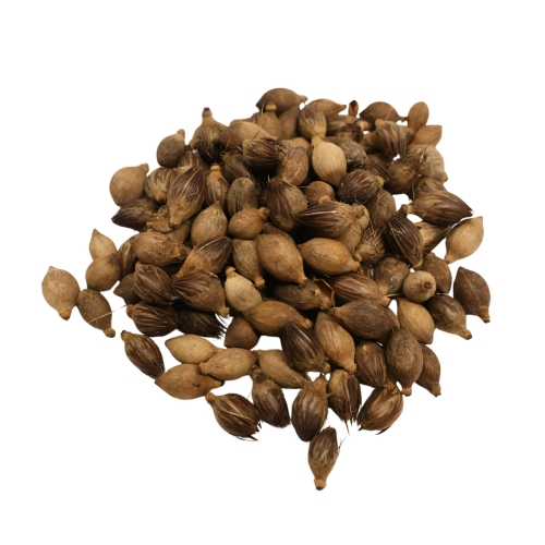 Carpentaria Acuminata