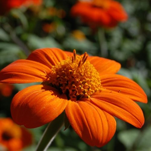 Tithonia Rotundifolia