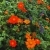 Tithonia Rotundifolia