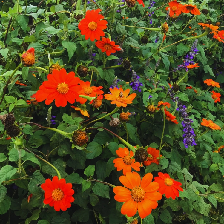 Tithonia Rotundifolia