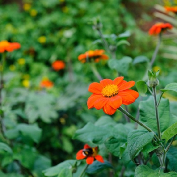 Tithonia Rotundifolia