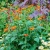 Tithonia Rotundifolia