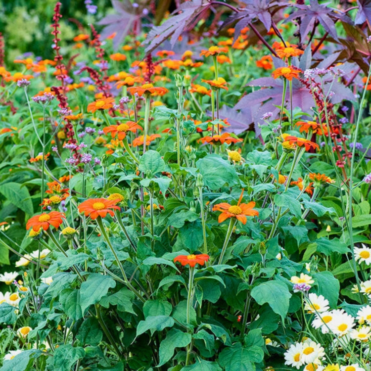 Tithonia Rotundifolia