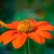 Tithonia Rotundifolia