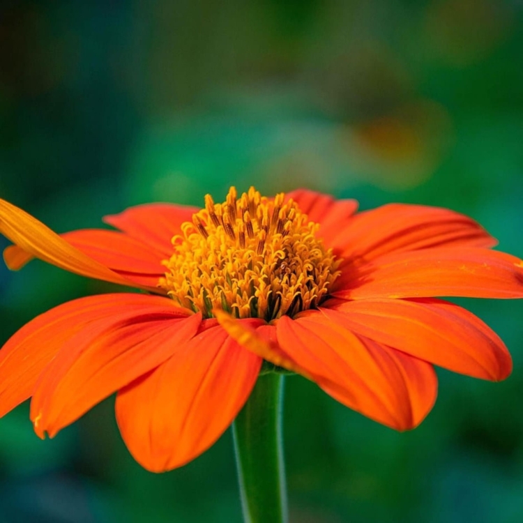 Tithonia Rotundifolia