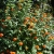 Tithonia Rotundifolia
