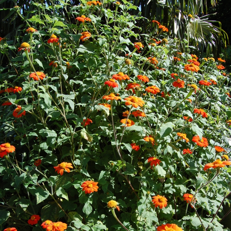Tithonia Rotundifolia