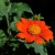 Tithonia Rotundifolia