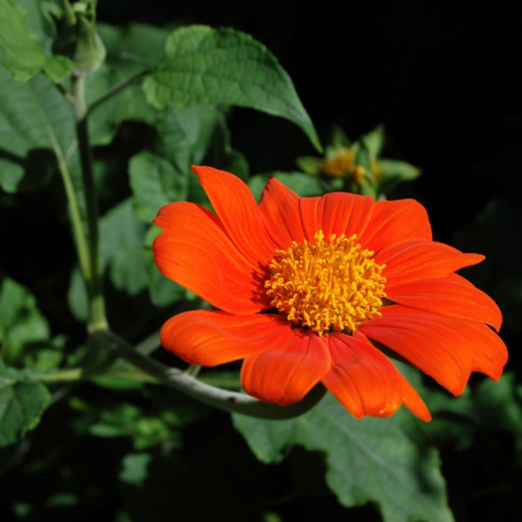 Tithonia Rotundifolia