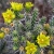 Cylindropuntia Whipplei