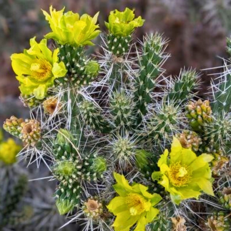 Cylindropuntia Whipplei
