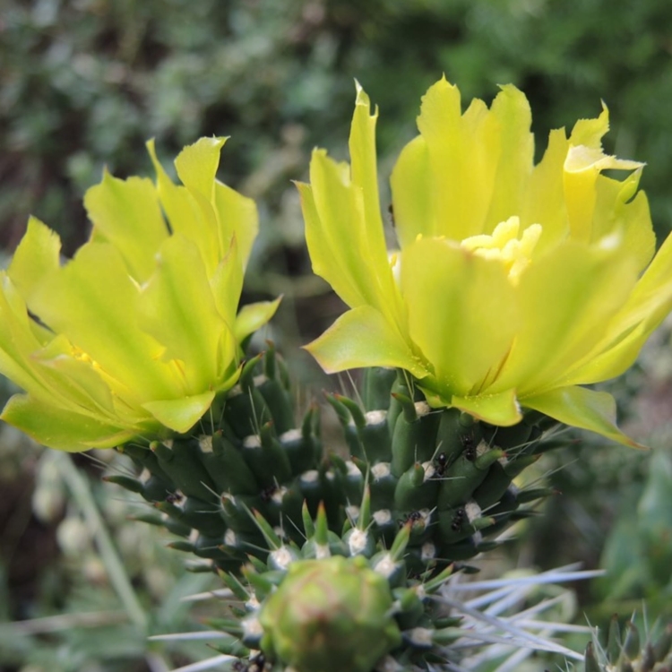 Cylindropuntia Whipplei