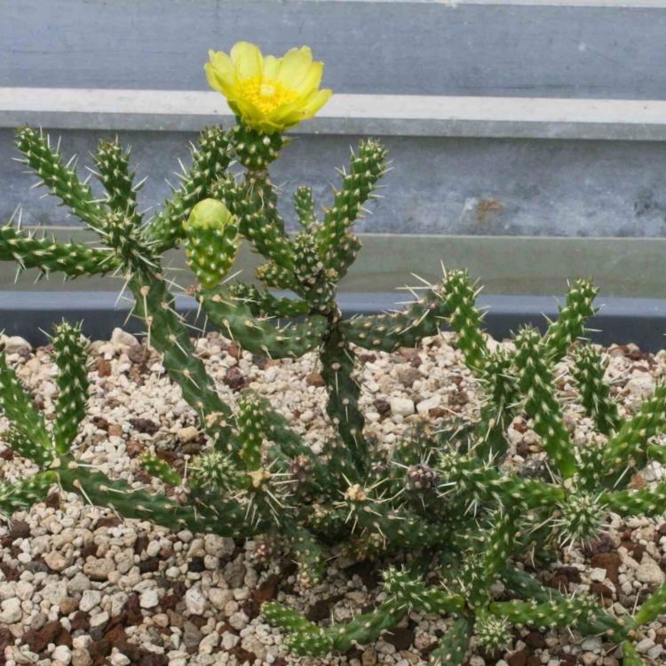 Cylindropuntia Whipplei