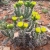 Cylindropuntia Whipplei