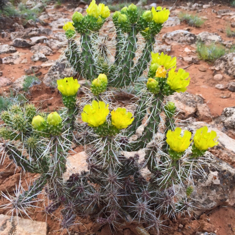 Cylindropuntia Whipplei