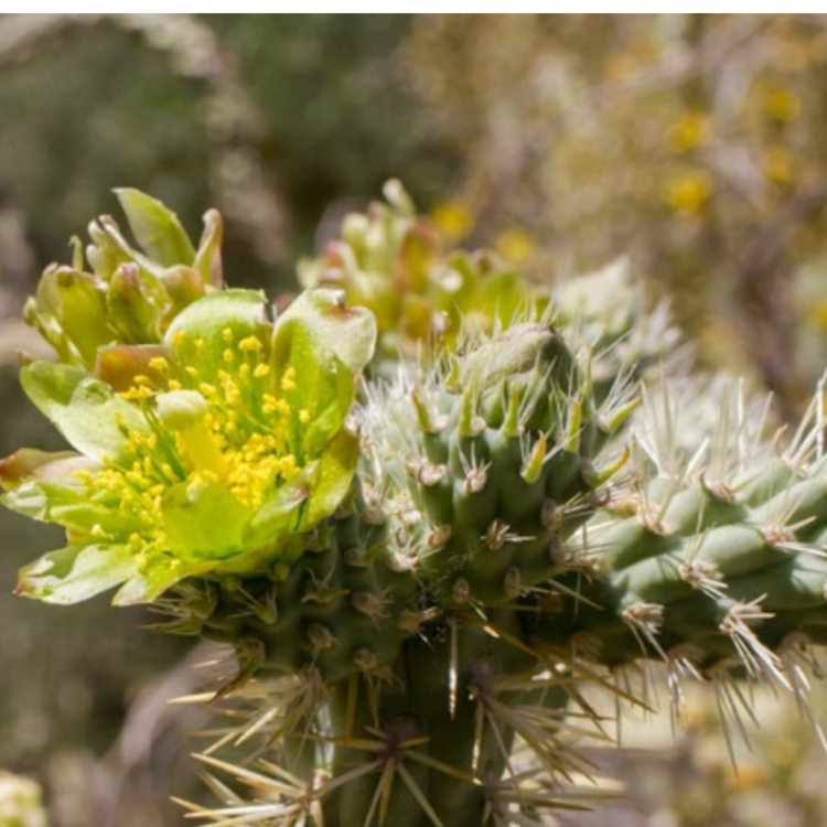 Cylindropuntia Whipplei