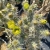 Cylindropuntia Whipplei
