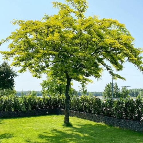Gleditsia Triacanthos
