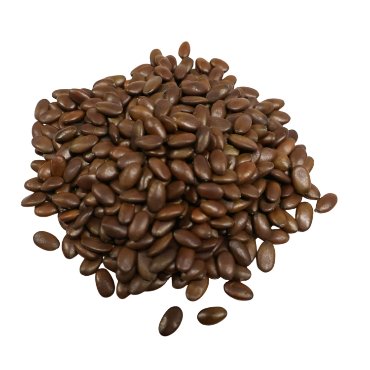 Gleditsia Triacanthos