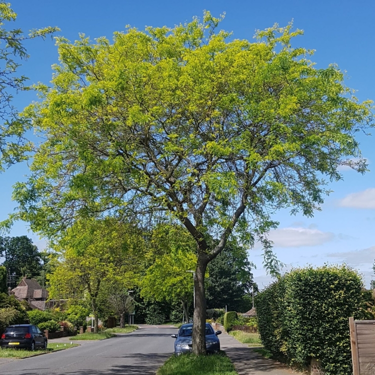 Gleditsia Triacanthos