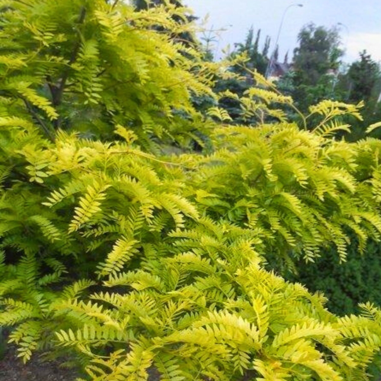 Gleditsia Triacanthos