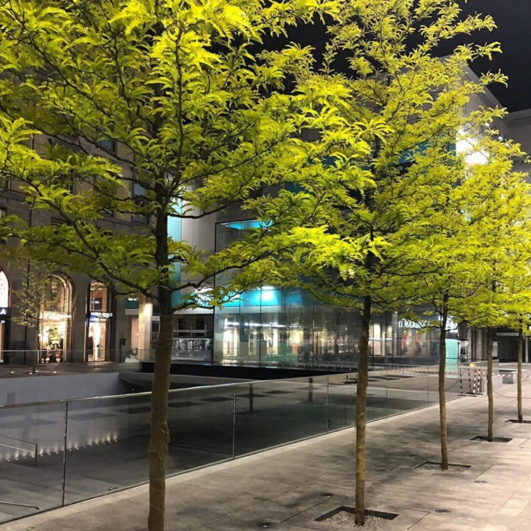 Gleditsia Triacanthos